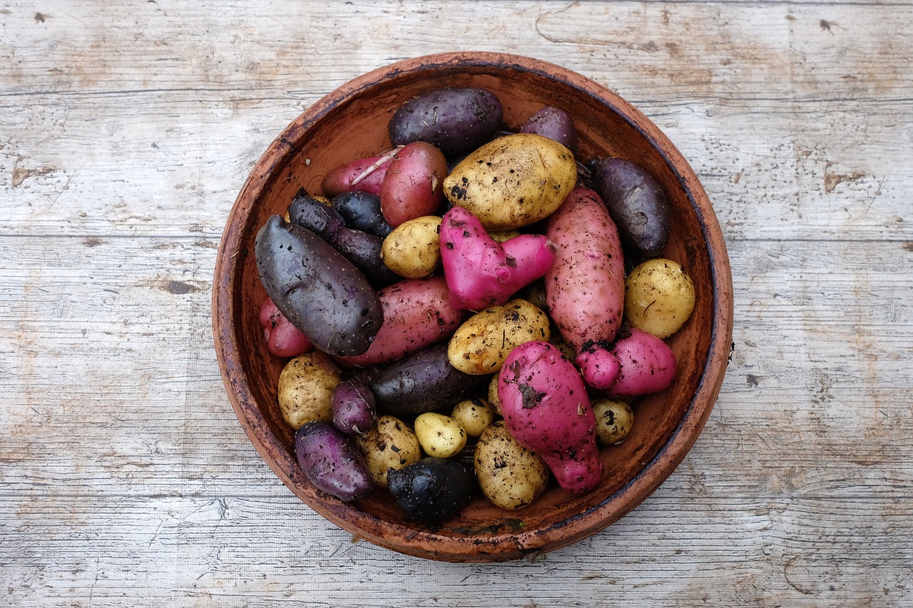 potatoes  harvest  autumn free photo