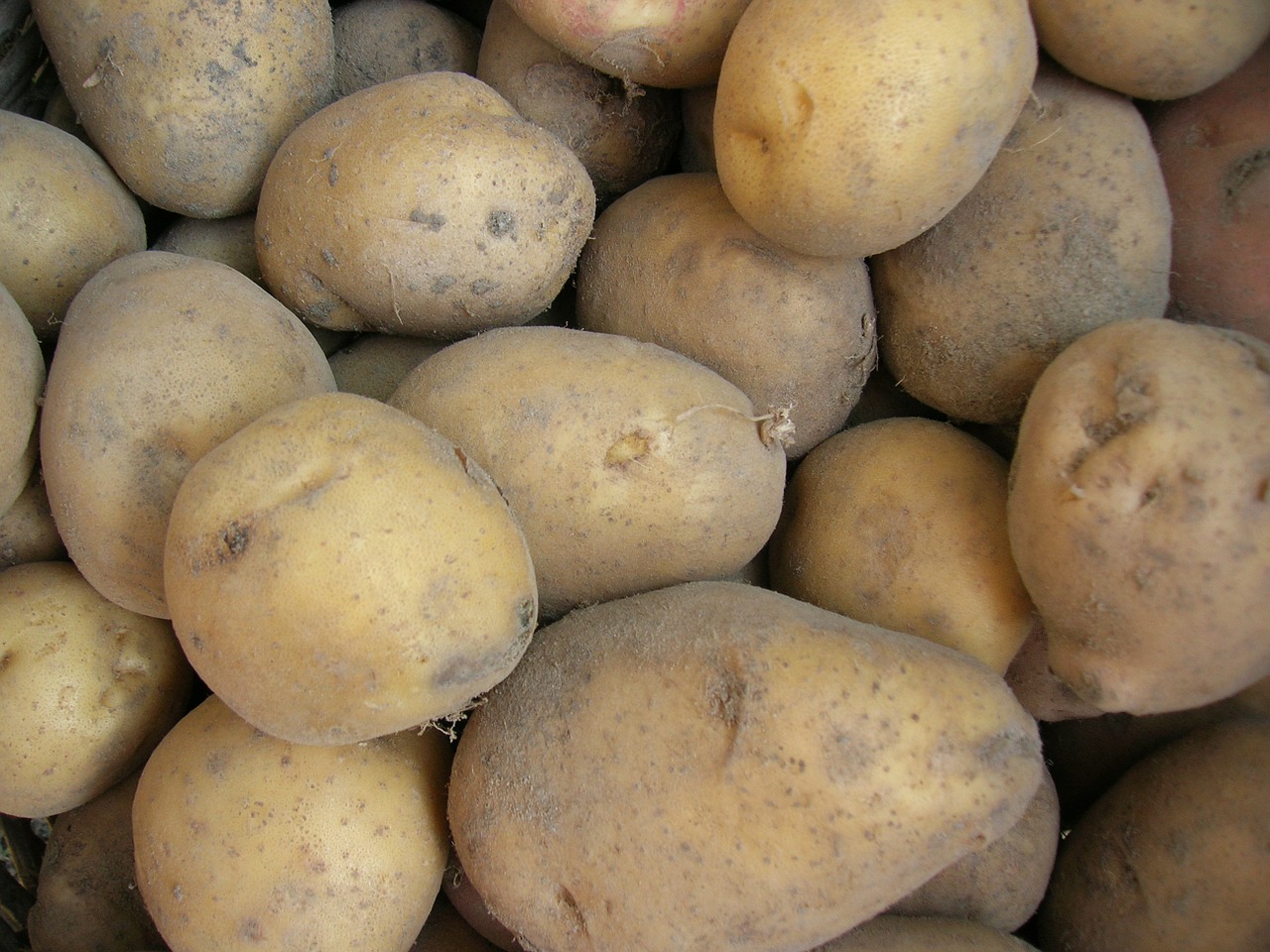 potatoes harvest vegetables free photo