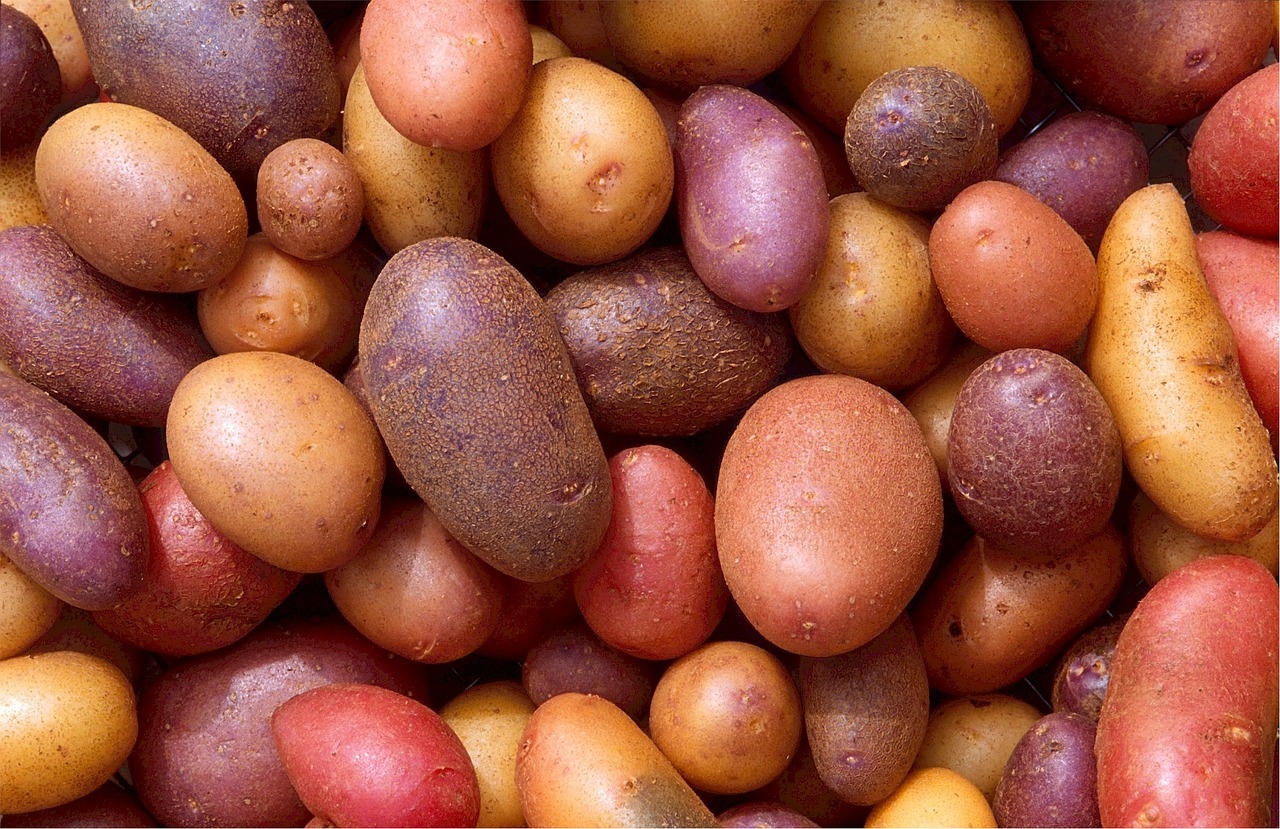 potatoes varieties spuds free photo