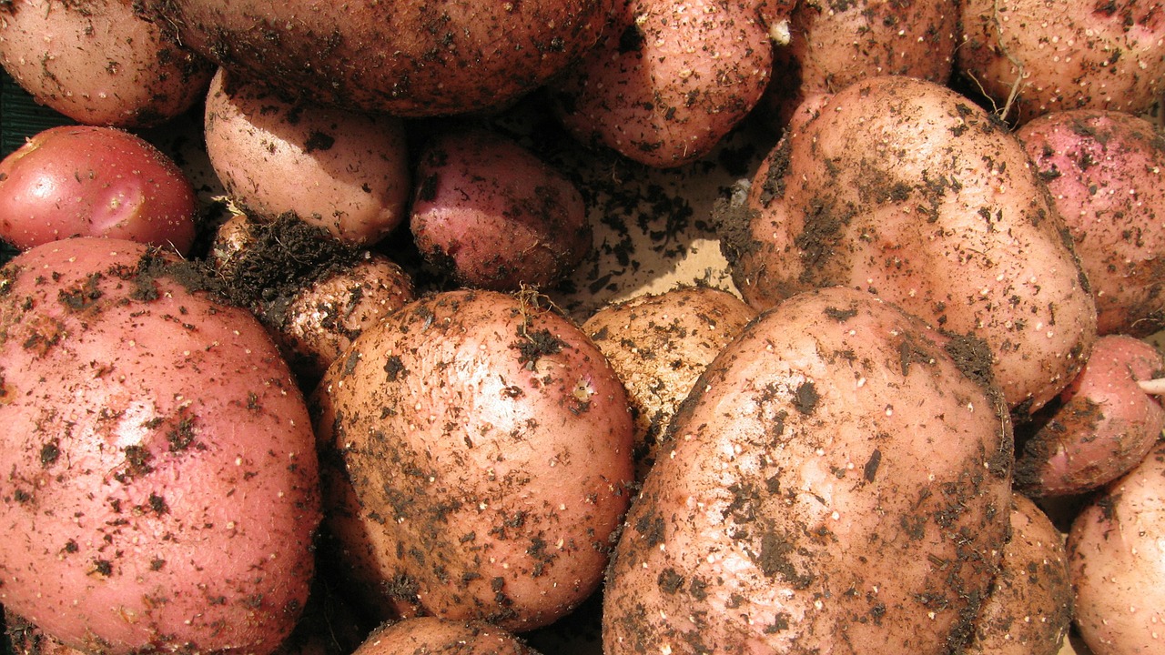 potatoes vegetable spud free photo