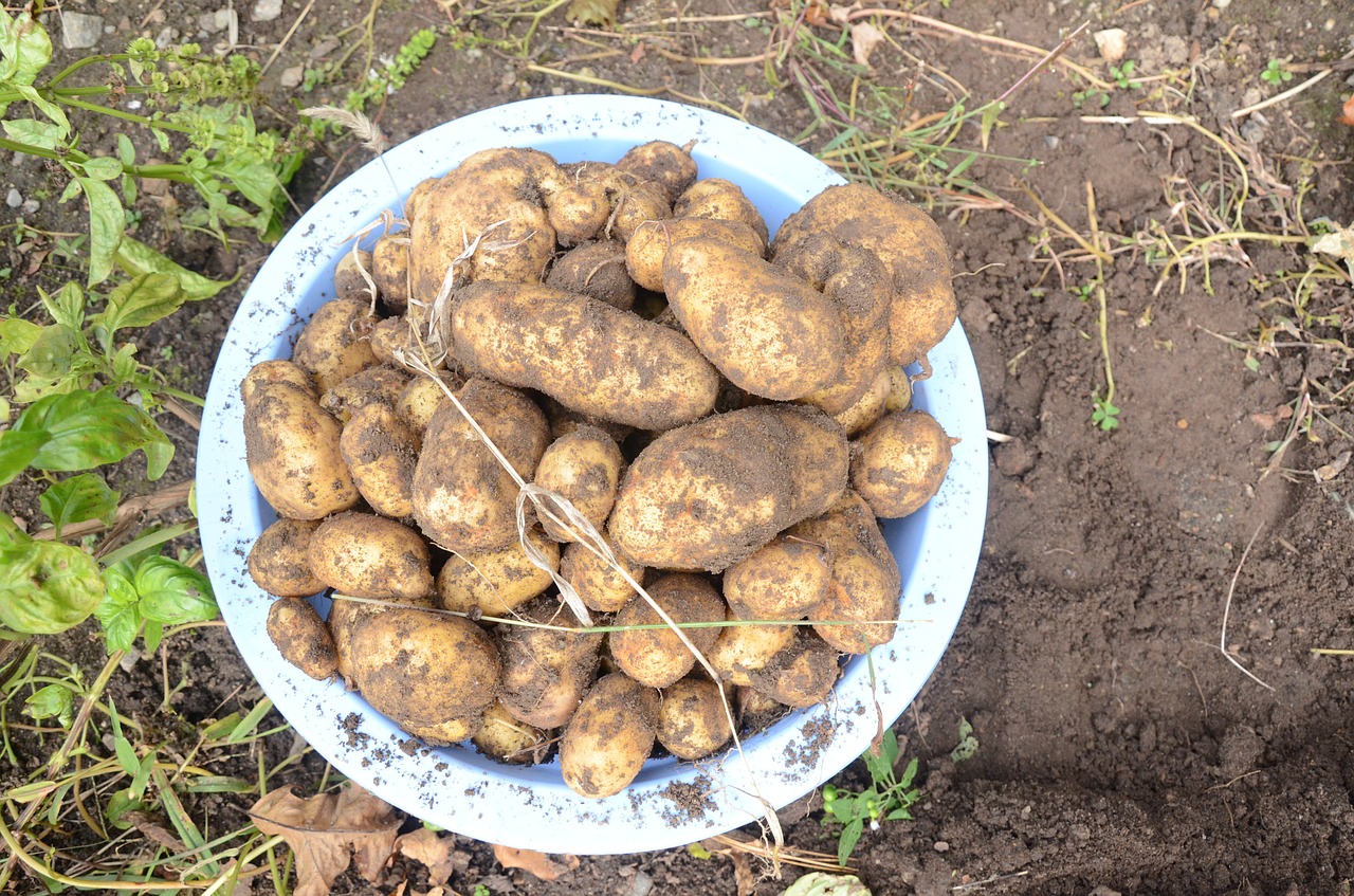potatoes dug up soil free photo