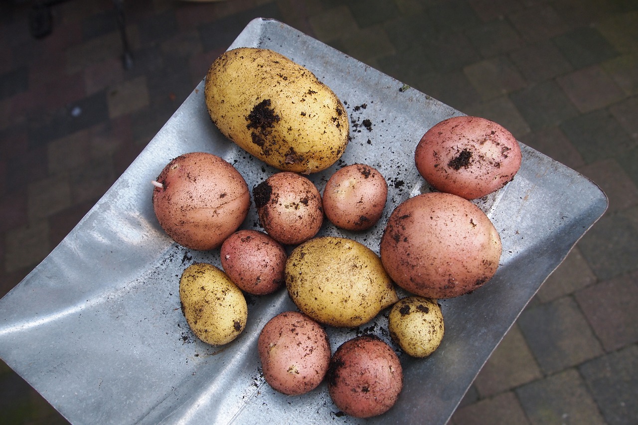 potatoes types gardening free photo