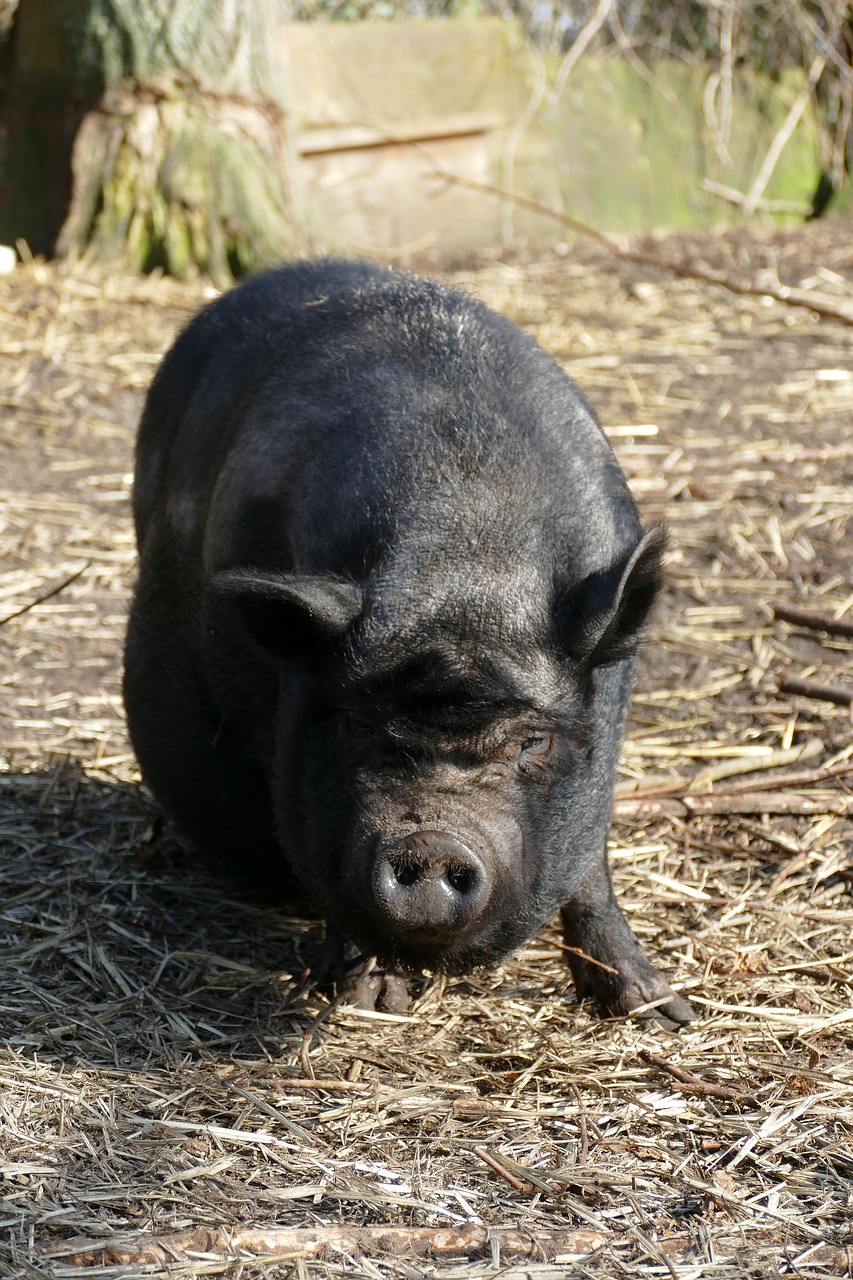 potbellied pig  pig  hog free photo