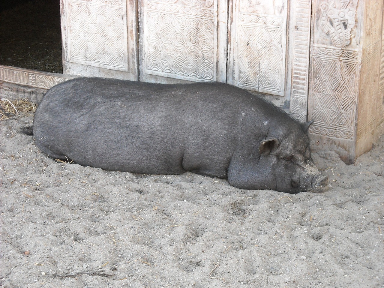 potbellied pig pig black free photo