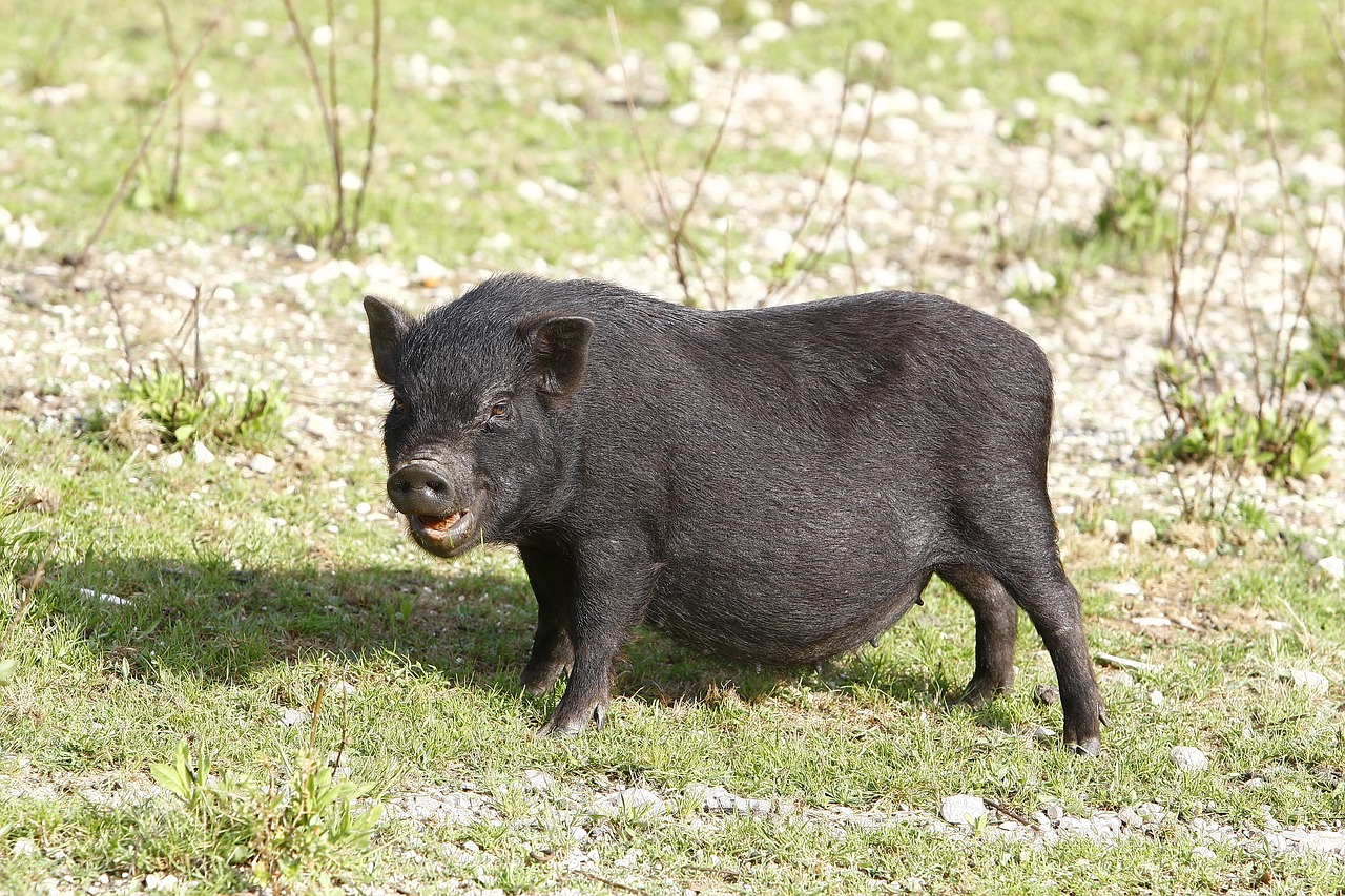 potbellied pigs pig black free photo