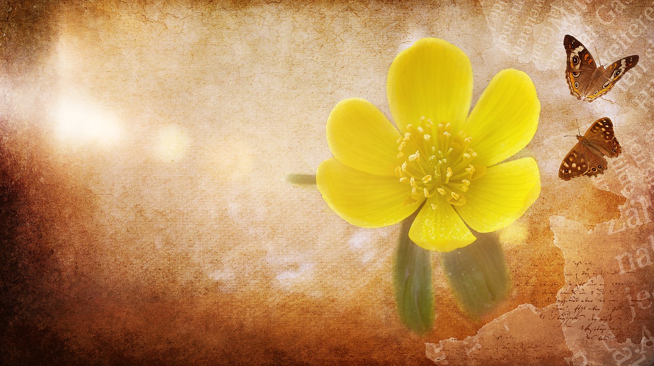 potentilla kobold flower free photo