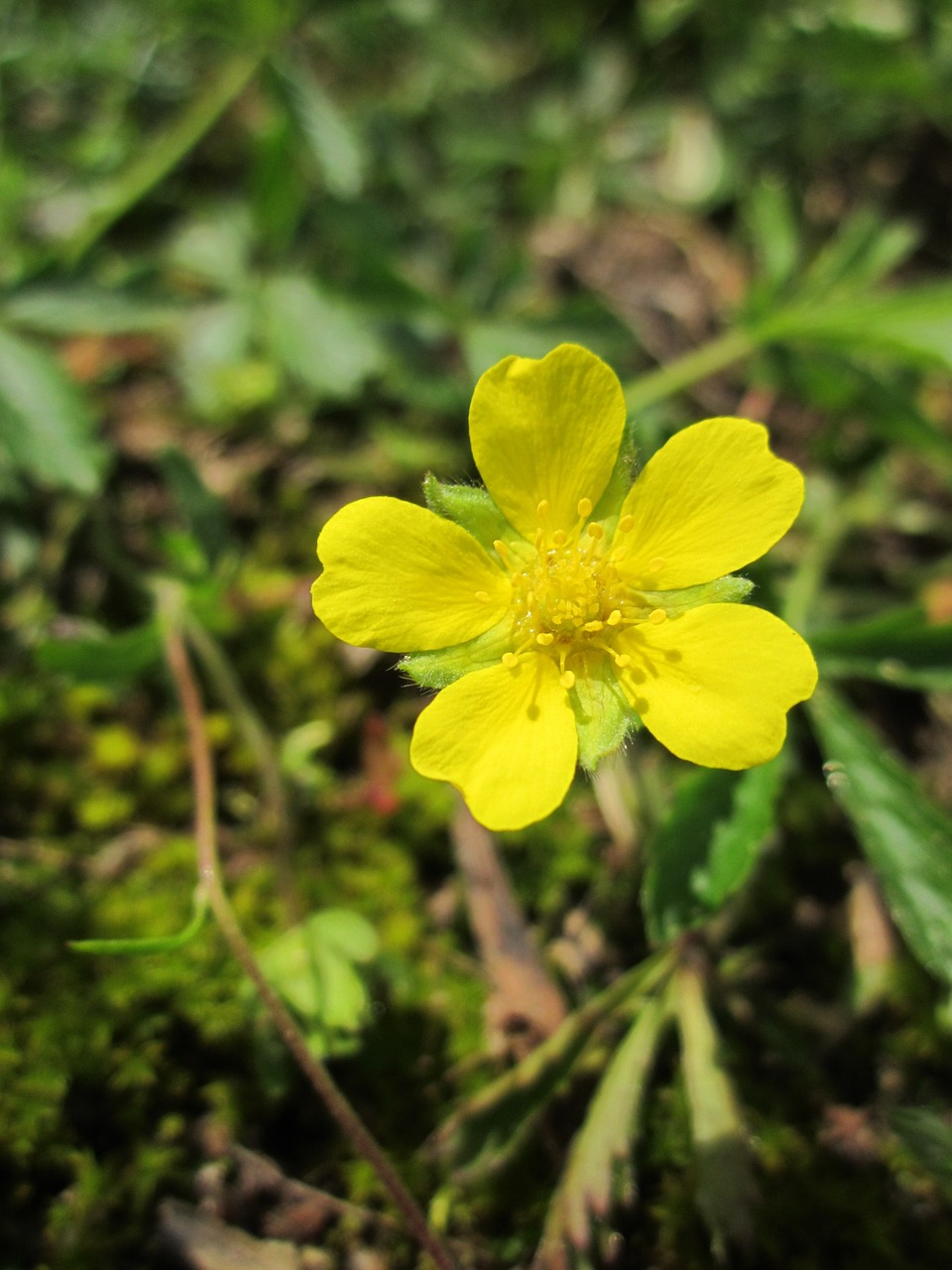 potentilla erecta tormentil common tormentil free photo