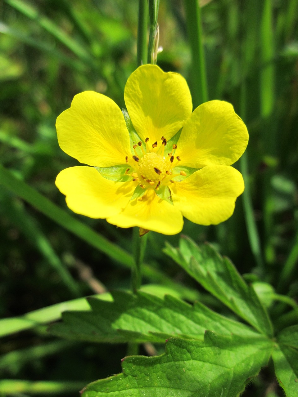 potentilla erecta common tormentil tormentil free photo