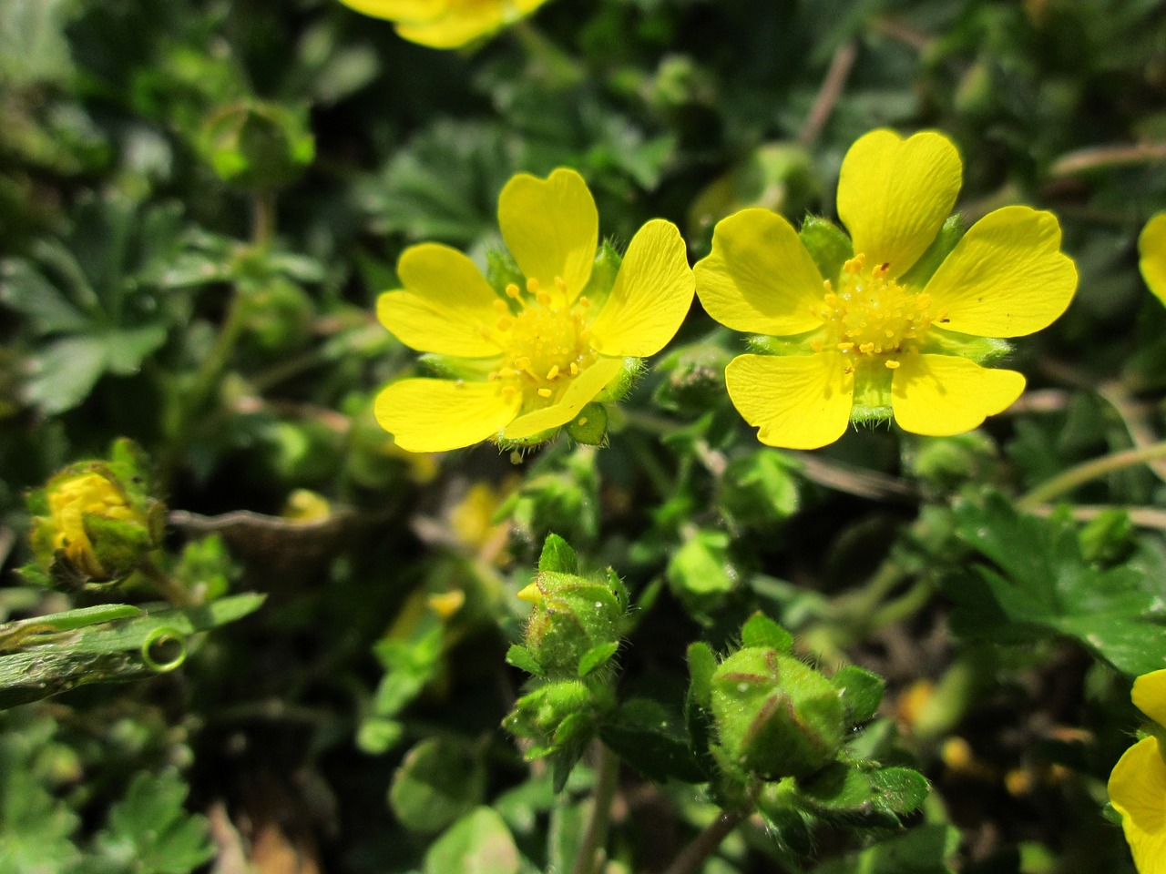 potentilla neumanniana spring cinquefoil spotted cinque free photo