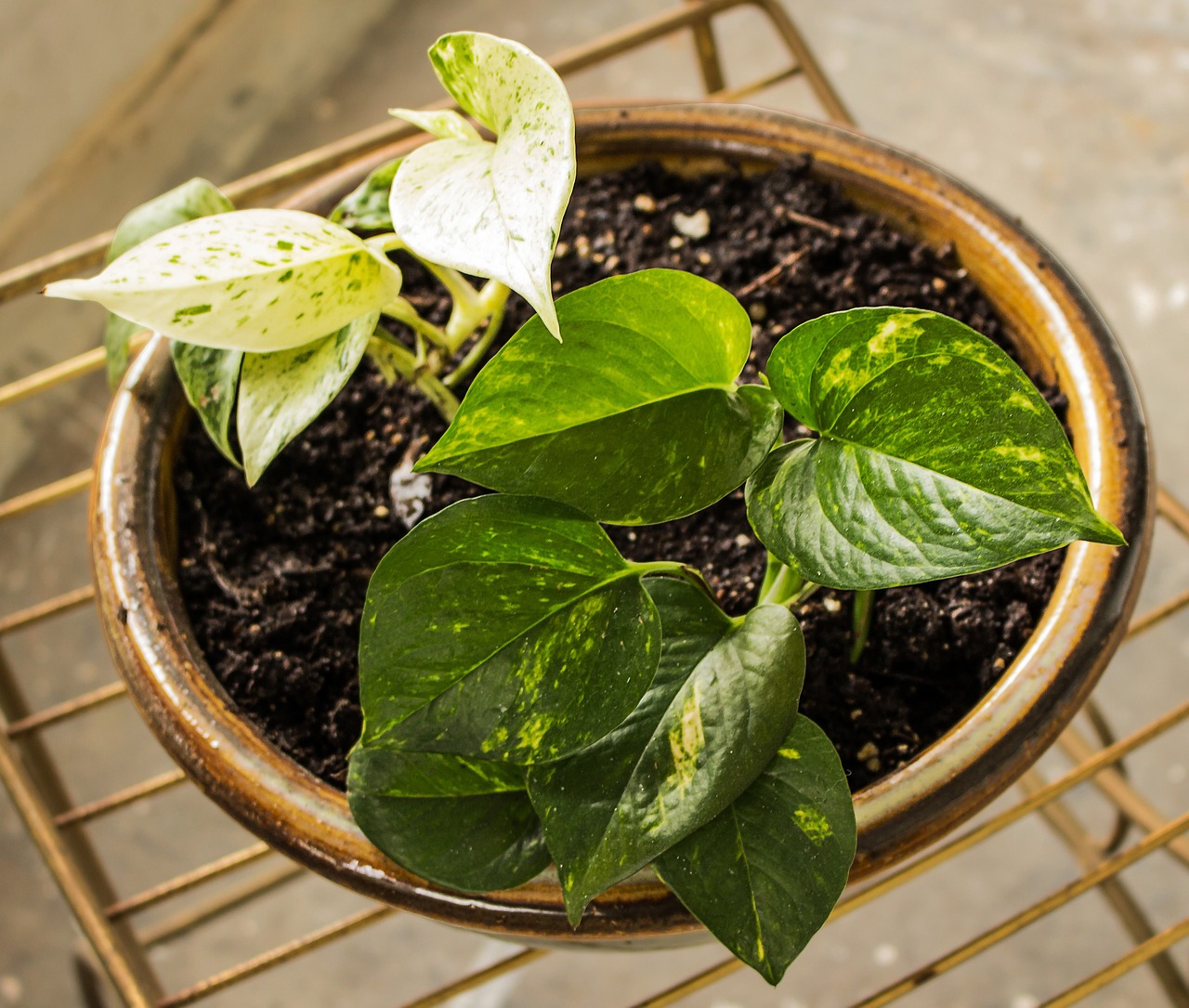 pothos ornamental taro houseplant free photo