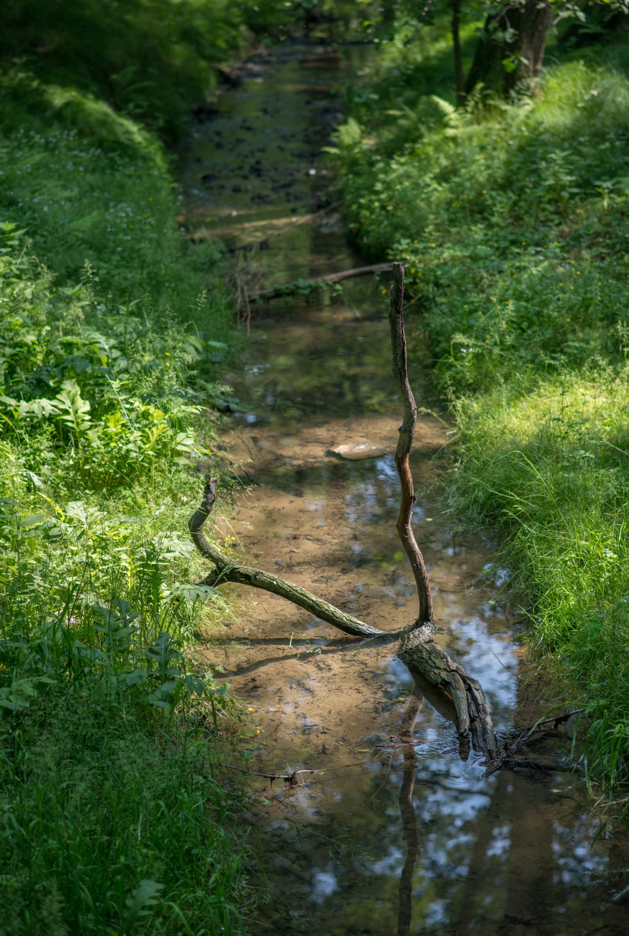 stream water stones free photo