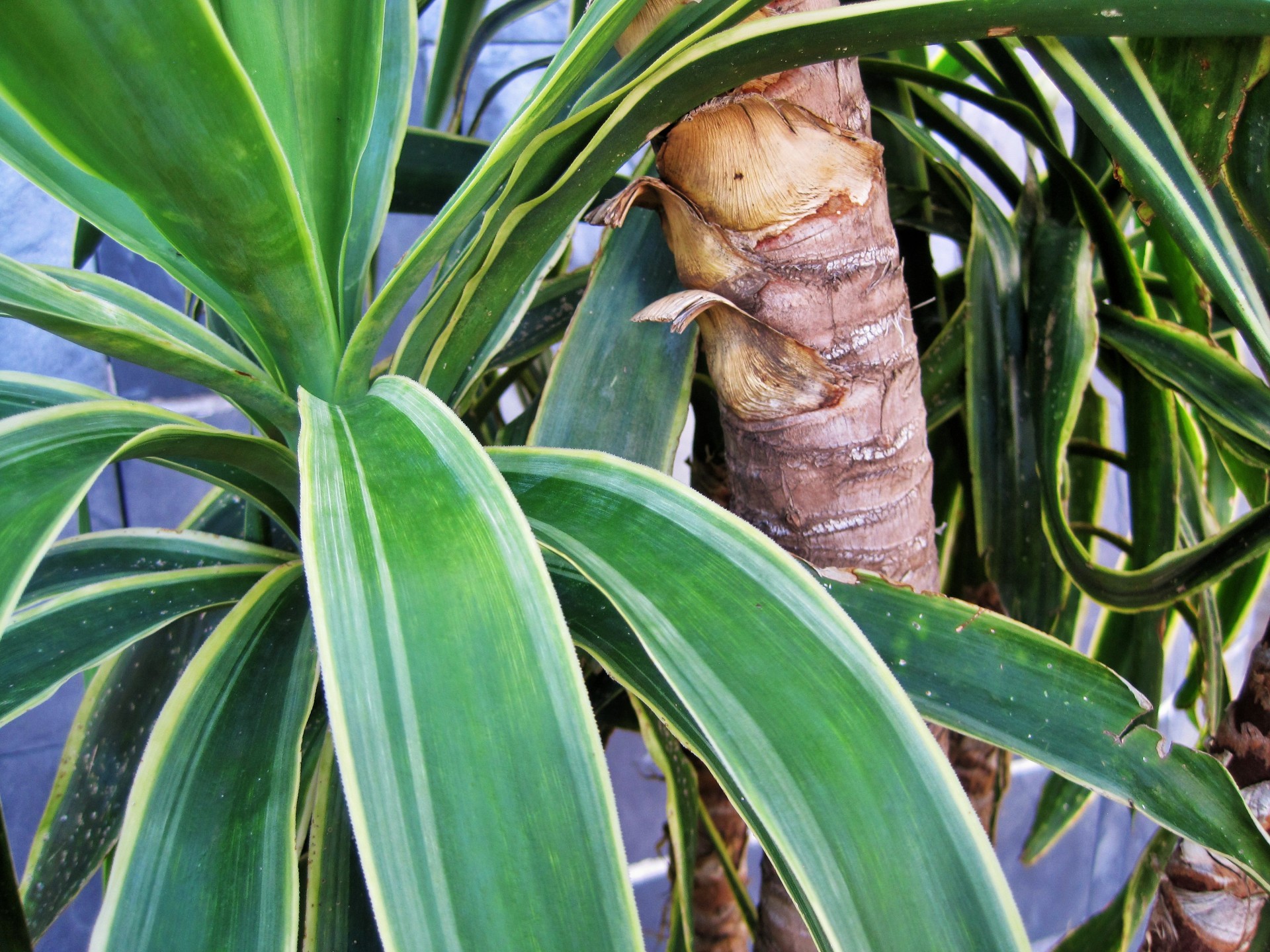 plant yucca leaves free photo