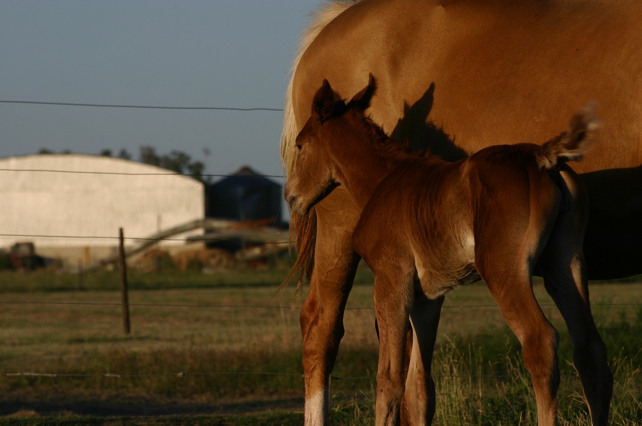potrillo horse animal free photo