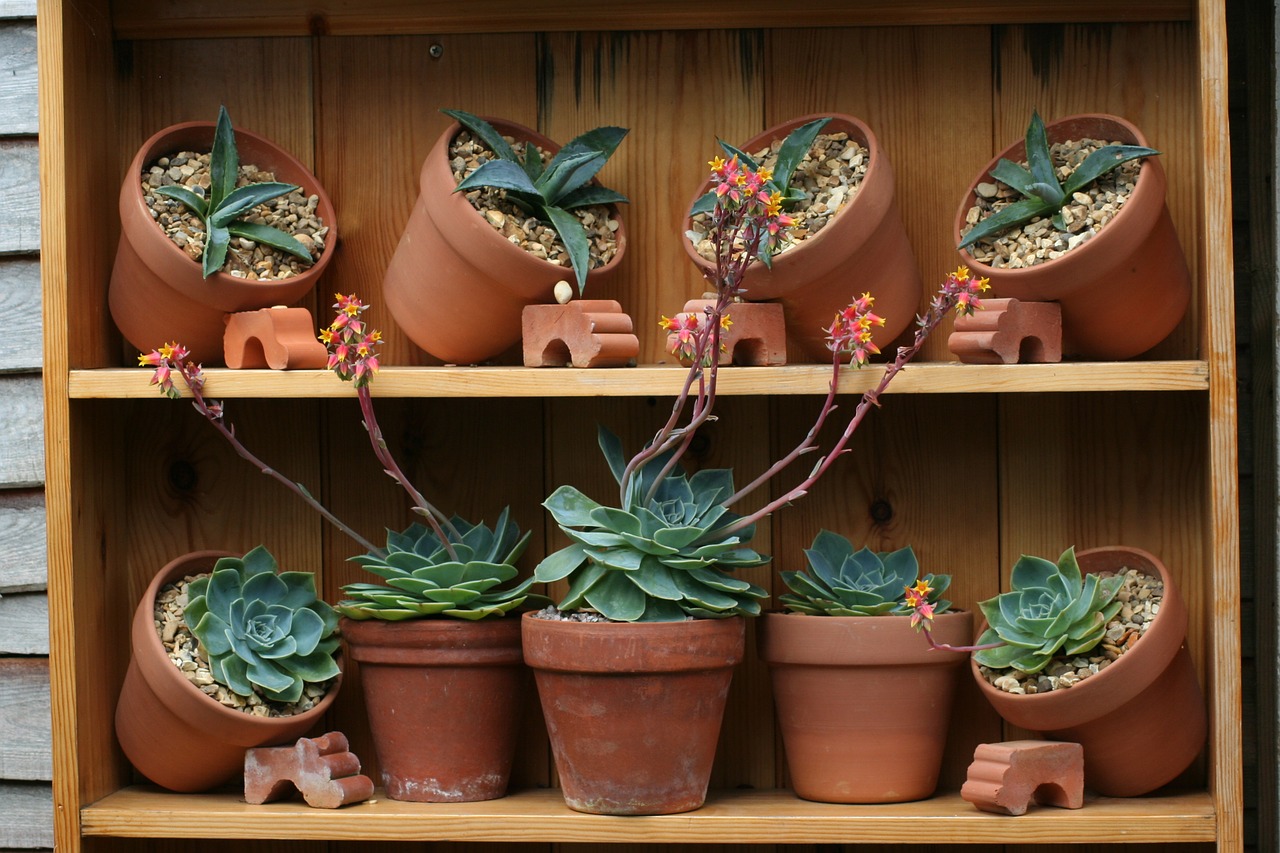 pots garden cacti free photo