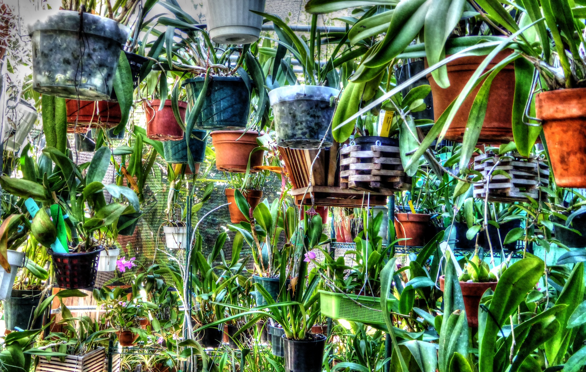plant planter potted plants free photo