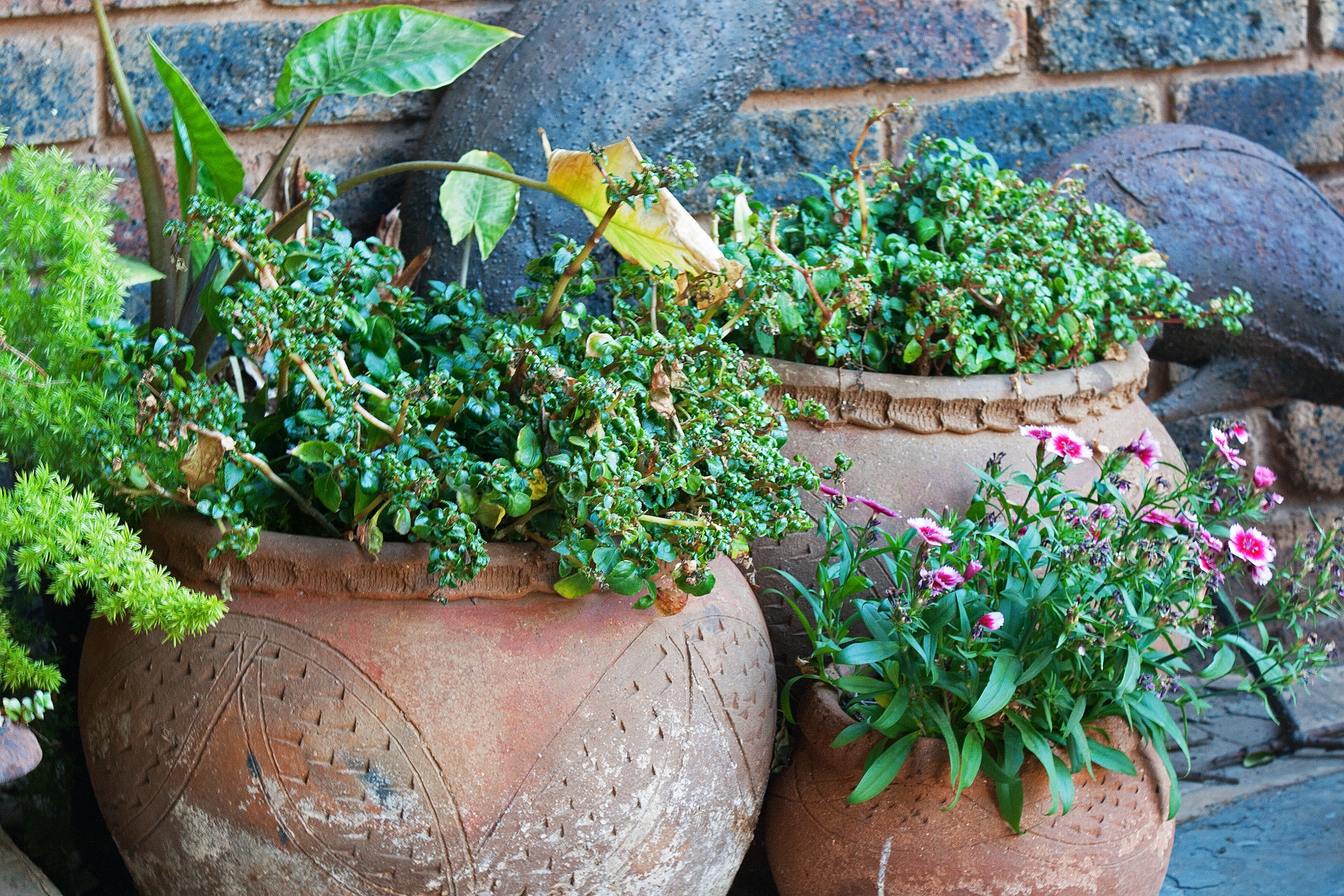 pots clay red free photo