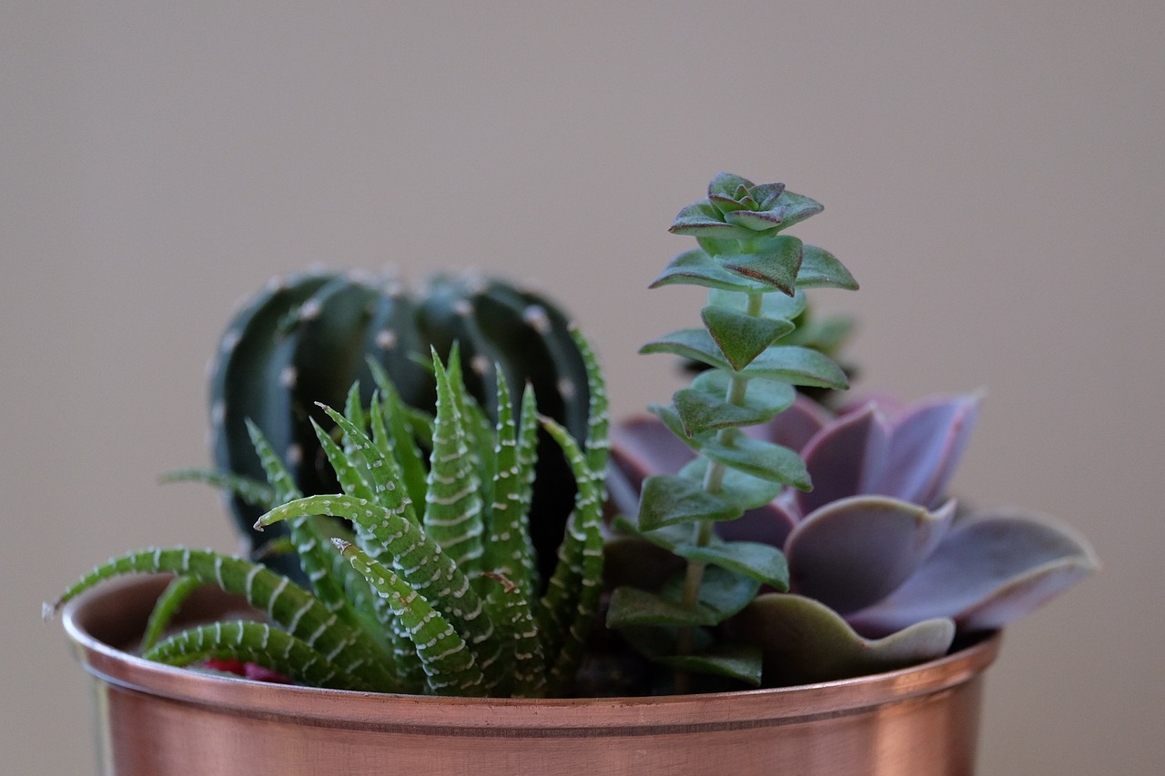 potted plants succulents free photo