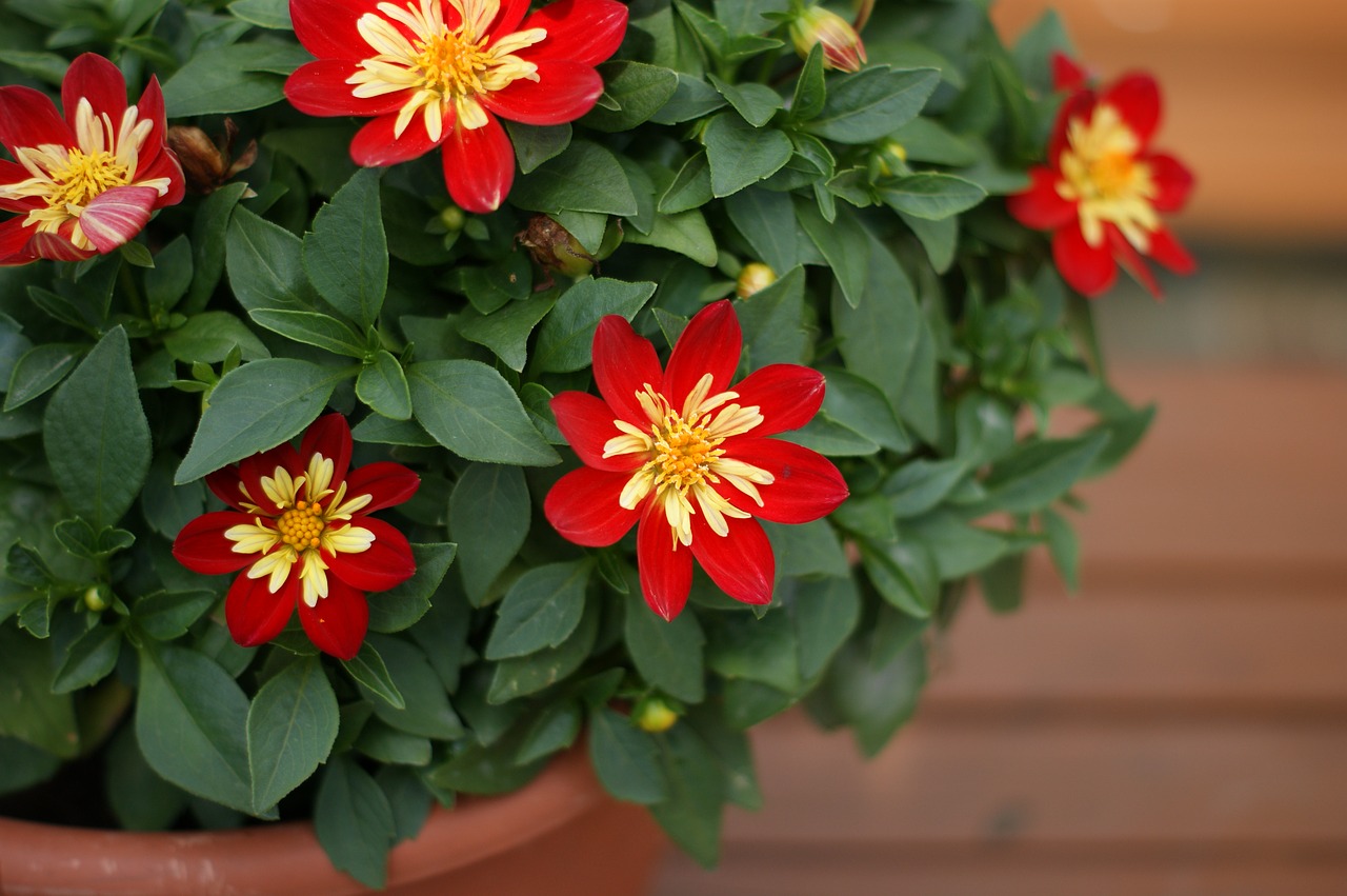 potted flower garden red free photo