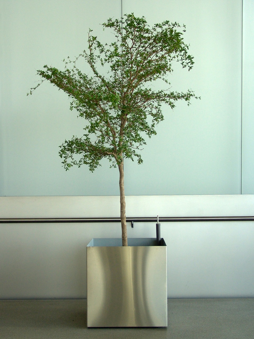 potted plant office plant tree free photo