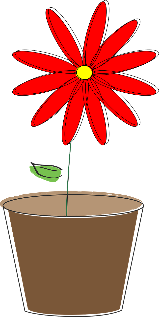 potted plant flower daisy free photo