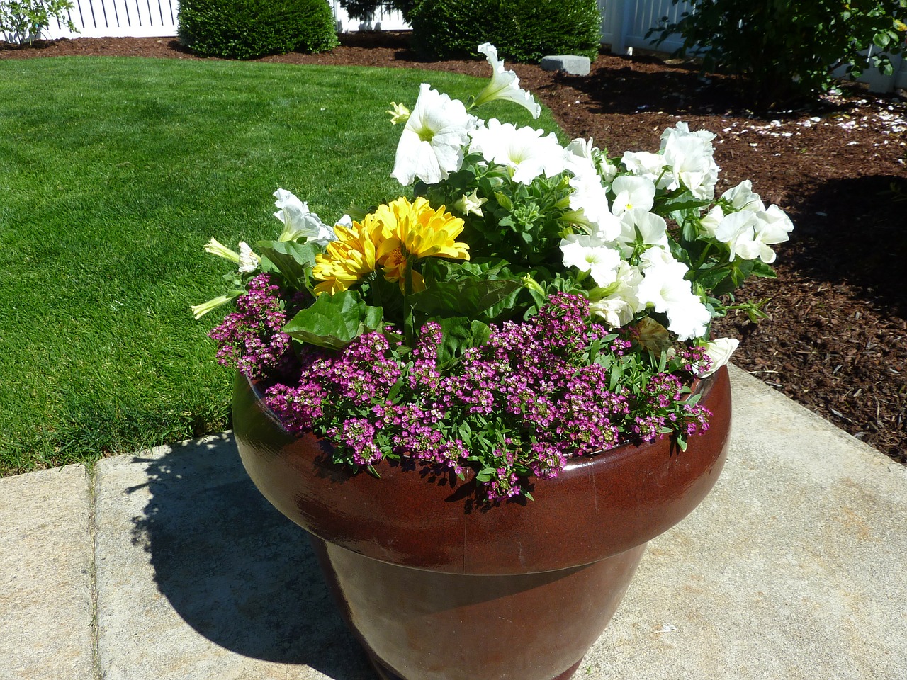 potted plant plants flowerpot free photo