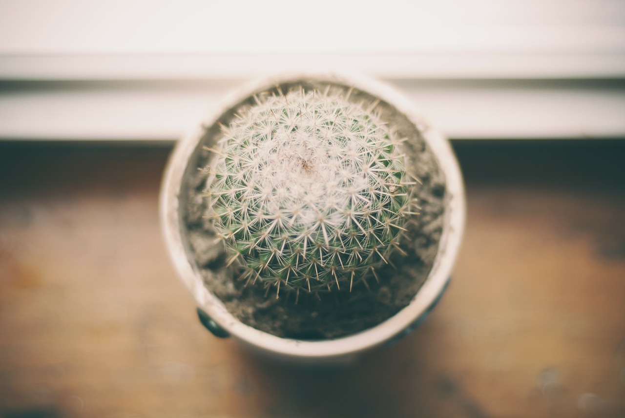 potted plant cactus desert free photo