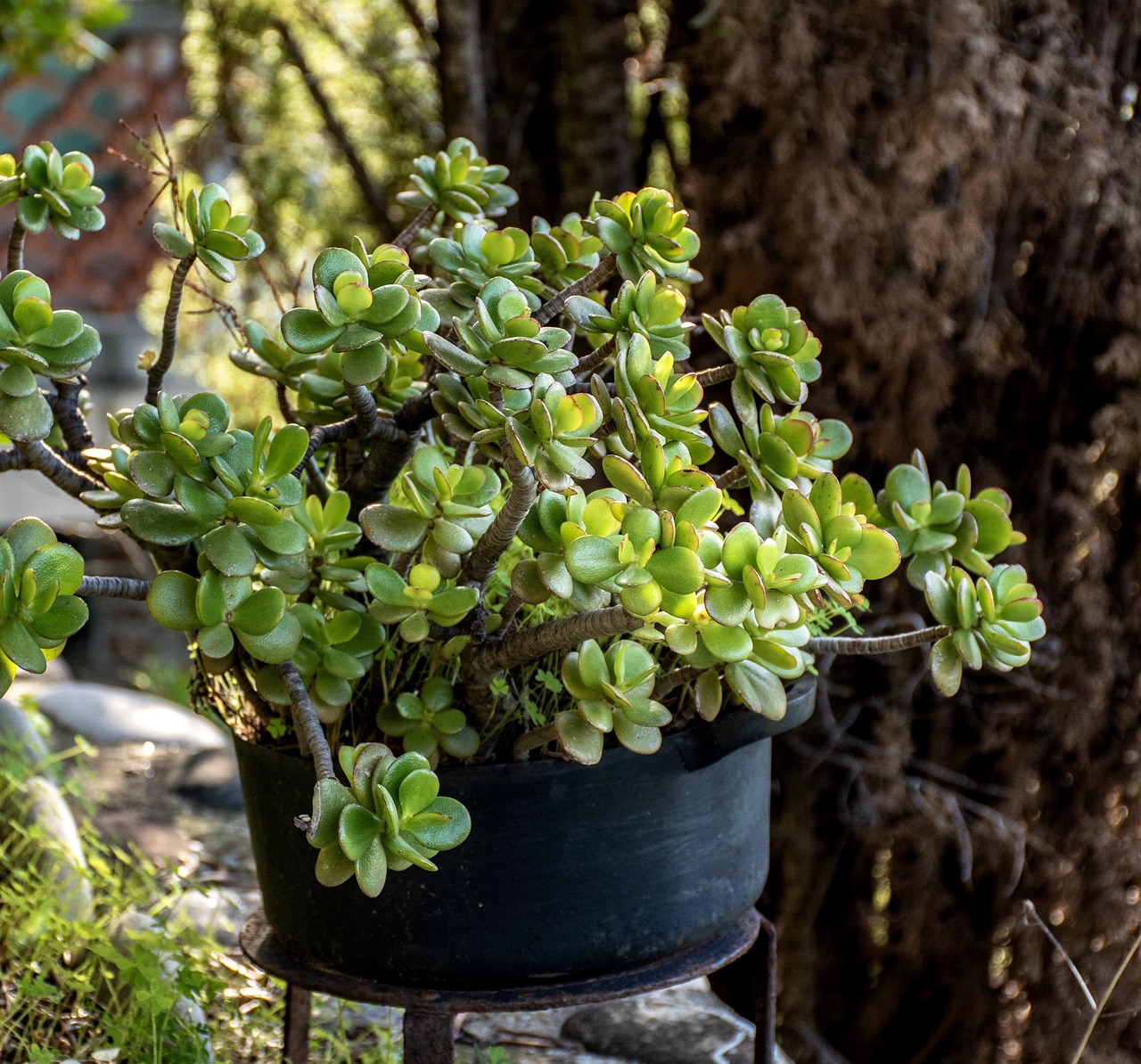 potted plant  vegetation  garden free photo