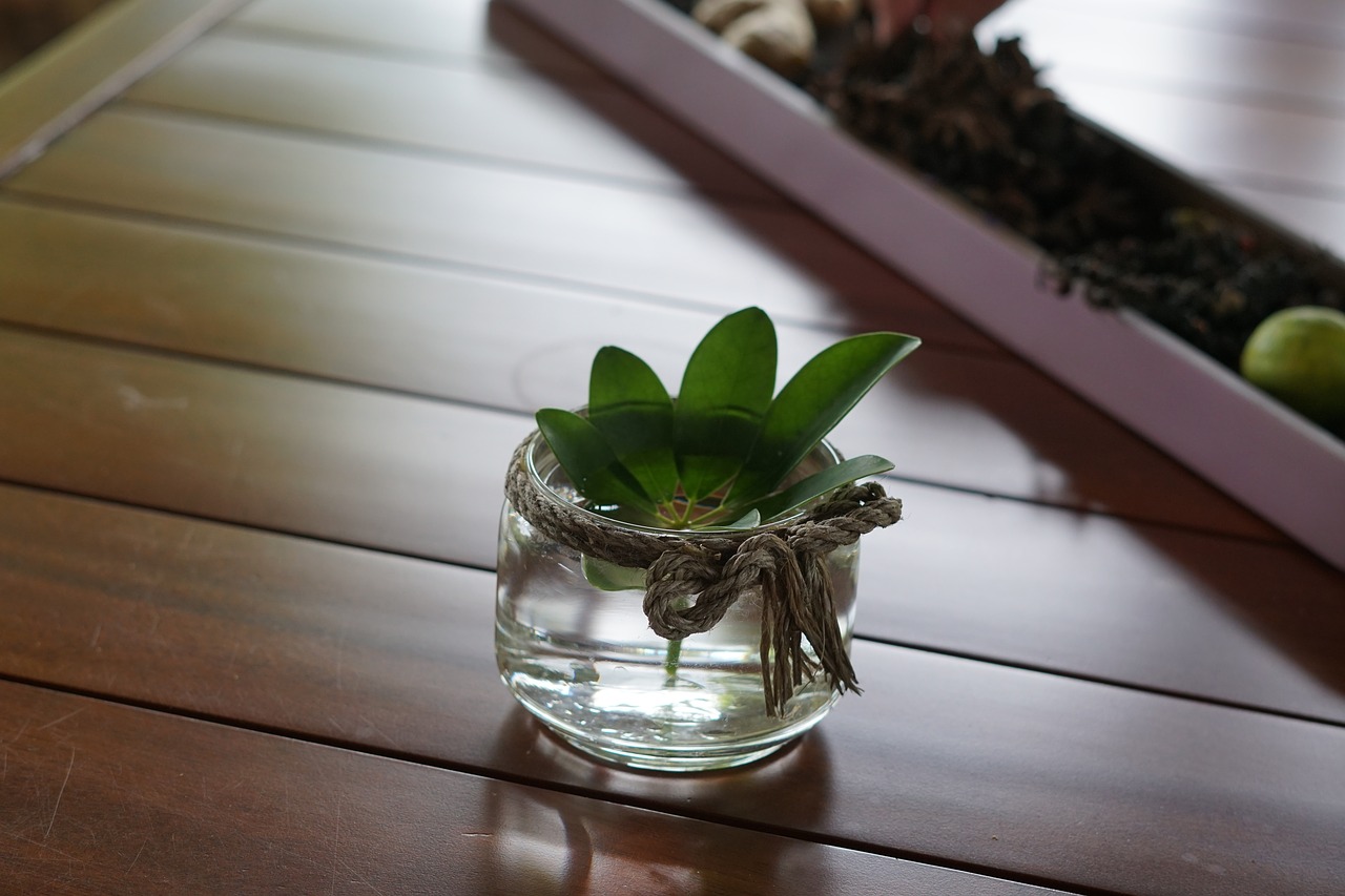 potted plant  interior  ornament free photo