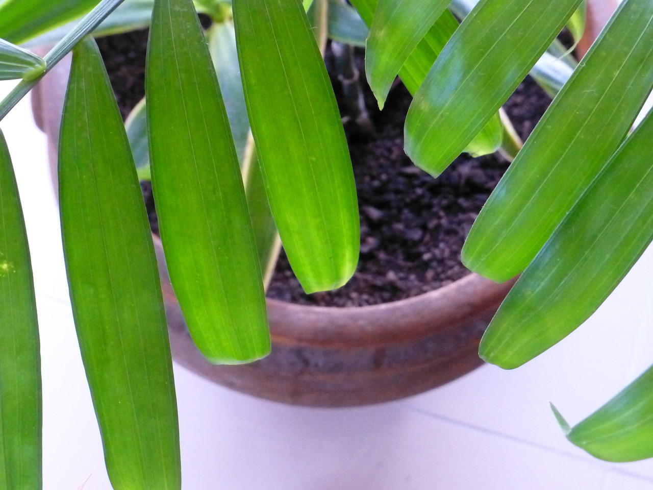 potted plant houseplant green free photo