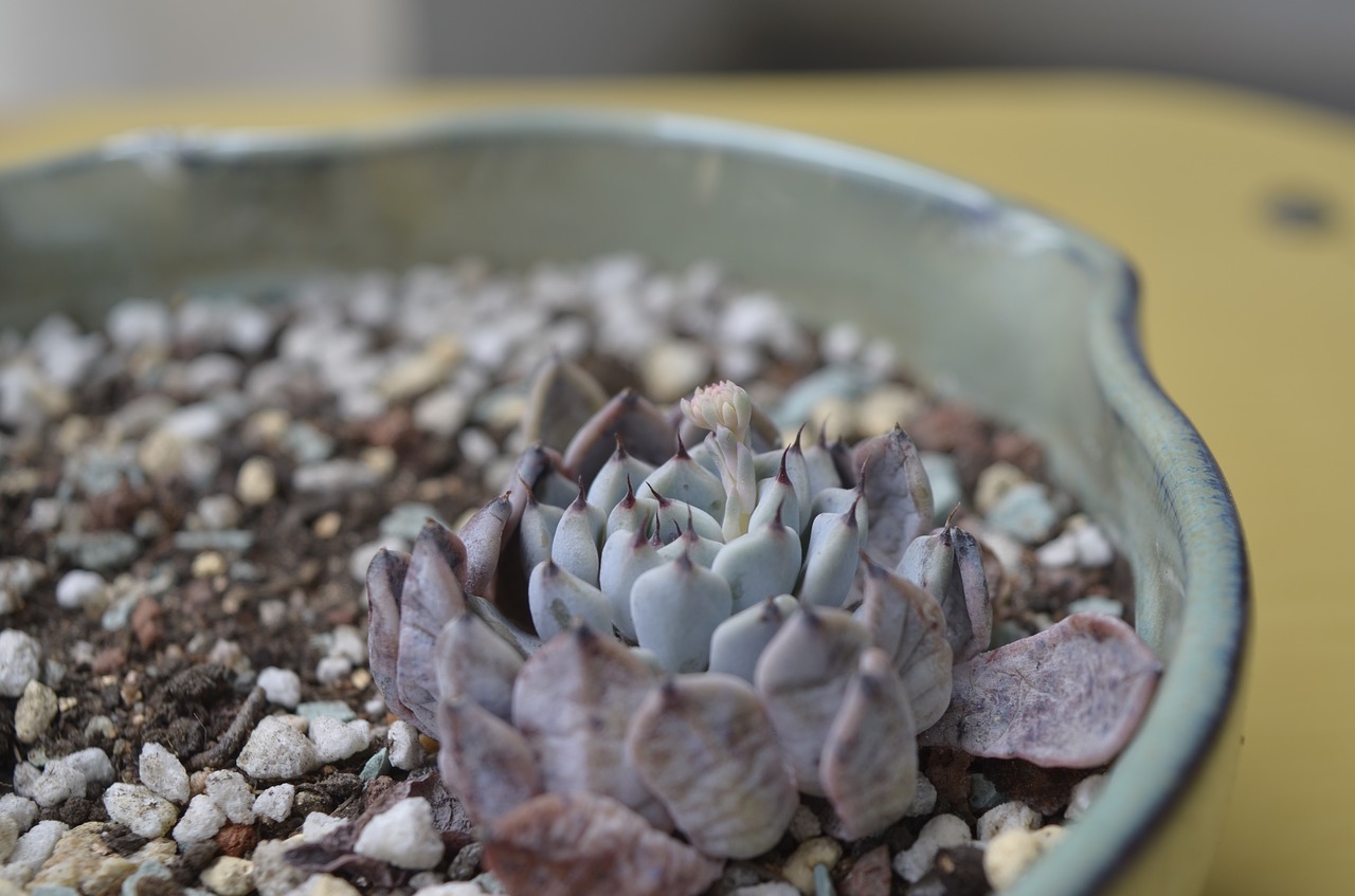 potted plants the fleshy flower free photo