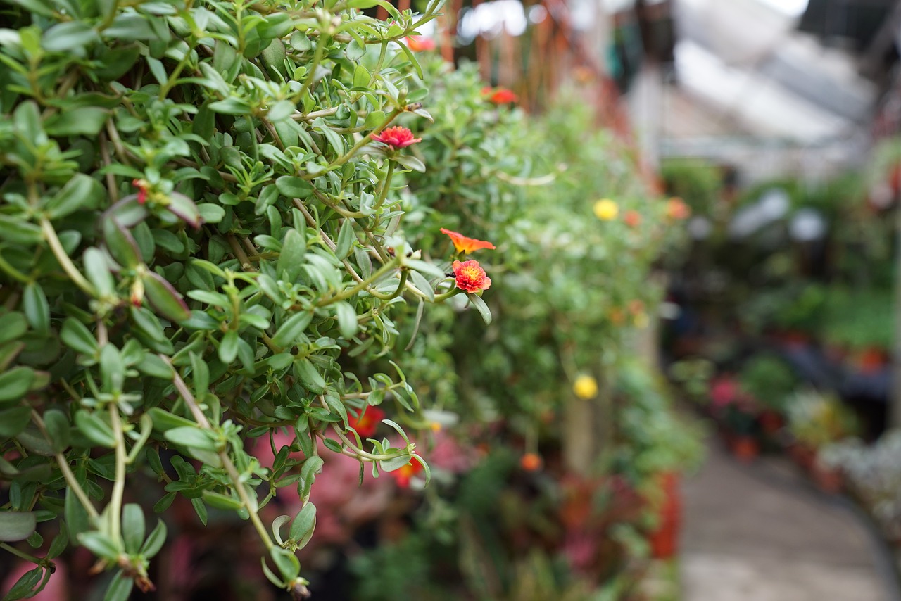 potted plants small flowering plant nursery free photo