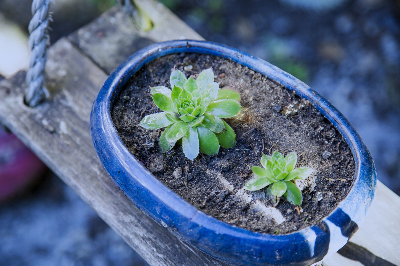 potted plants small fresh japan wind free photo