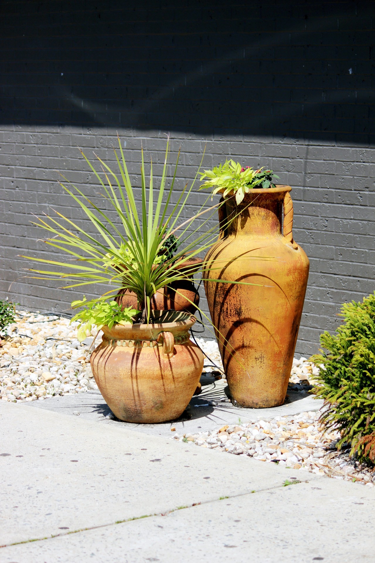 plants pots vases free photo