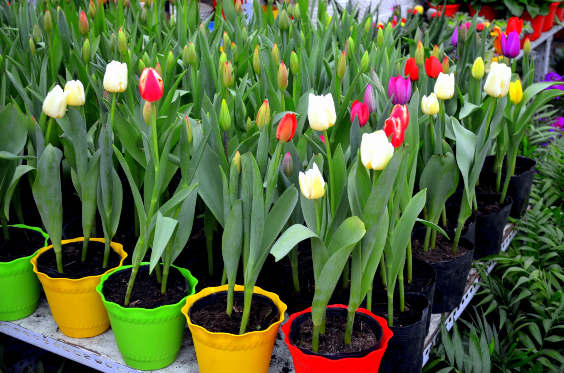 flowers tulips pot free photo