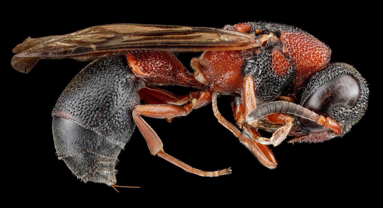 potter wasp macro insect free photo