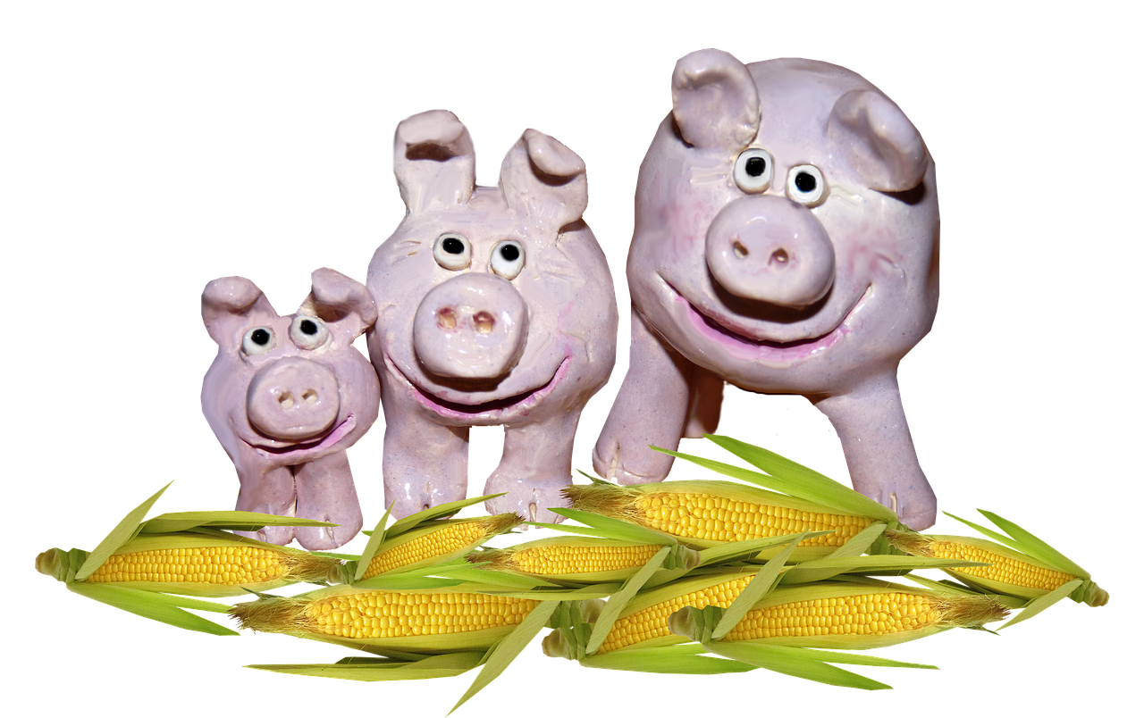 pottery pigs  sweetcorn  fun free photo