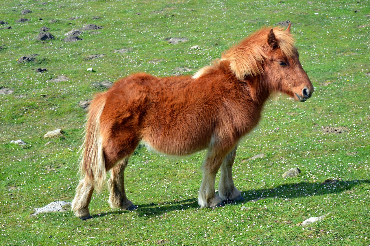 pottok horse of the pyrenees little basque horse free photo