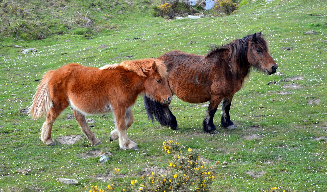 pottok horse of the pyrenees little basque horse free photo