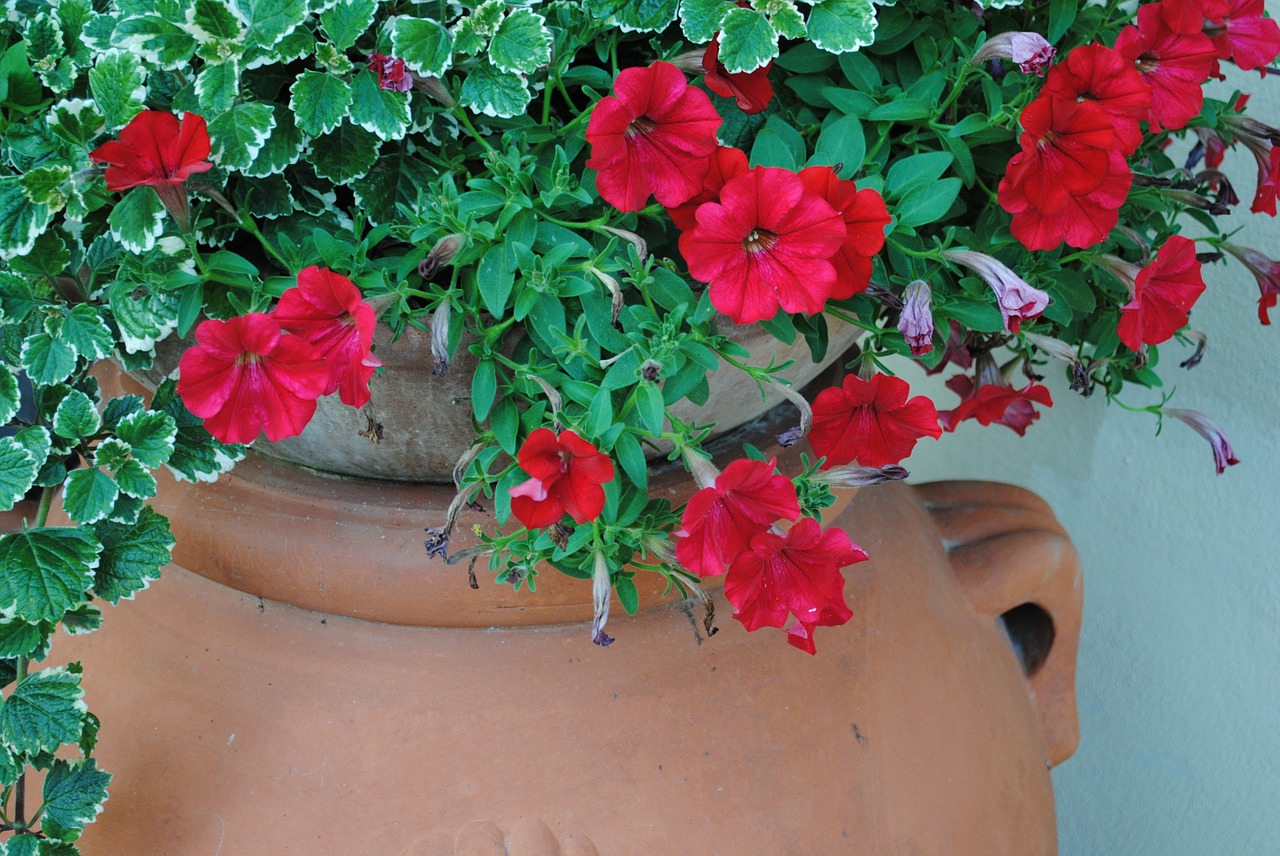 potty flowers have free photo