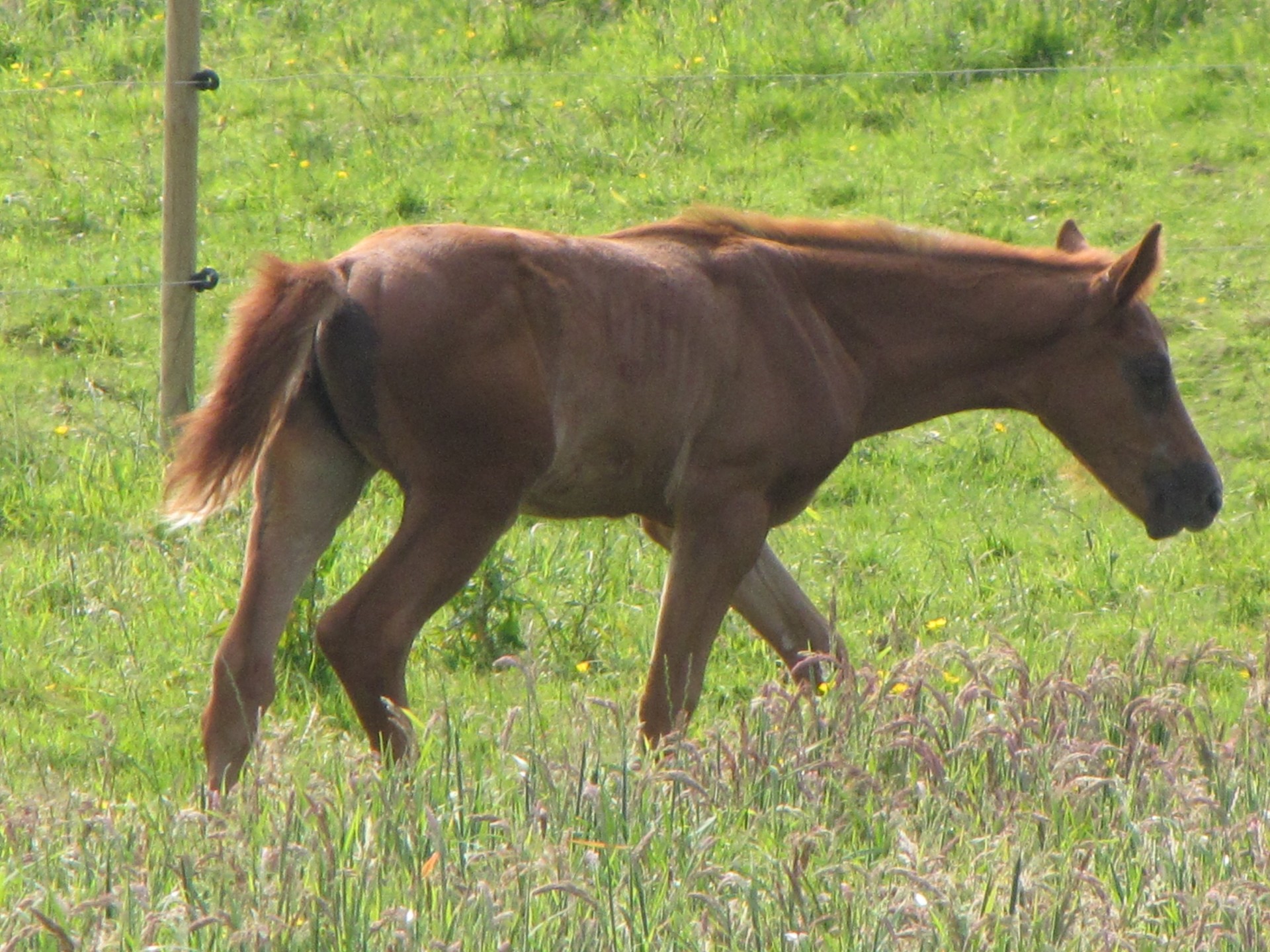 horse mare foal free photo