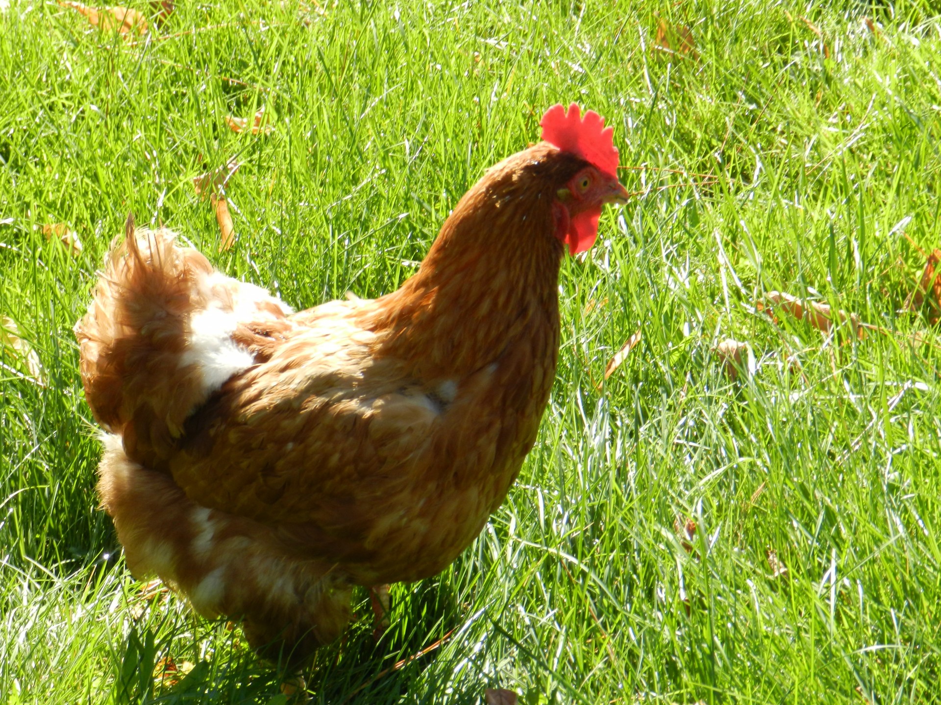 hen countryside nature free photo