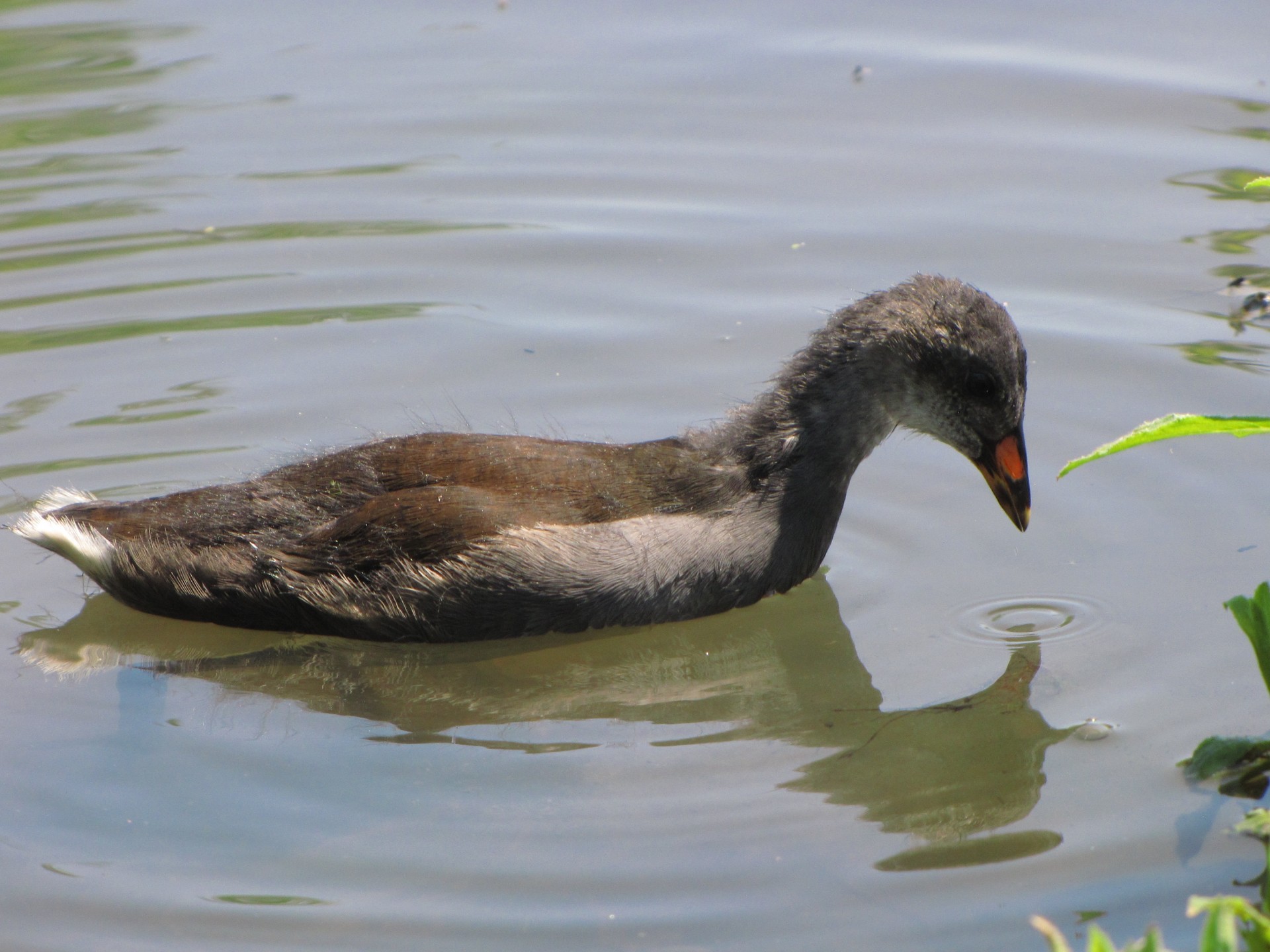 moorhen animal chicken free photo