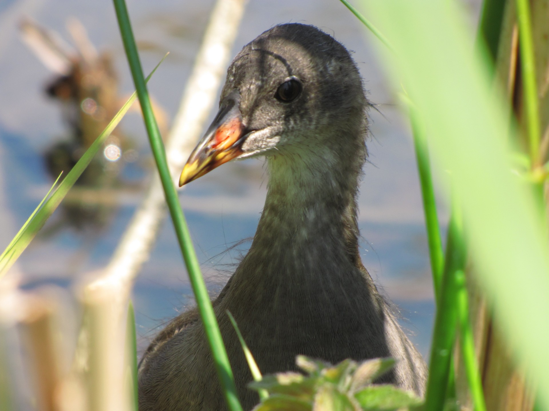 moorhen animal chicken free photo