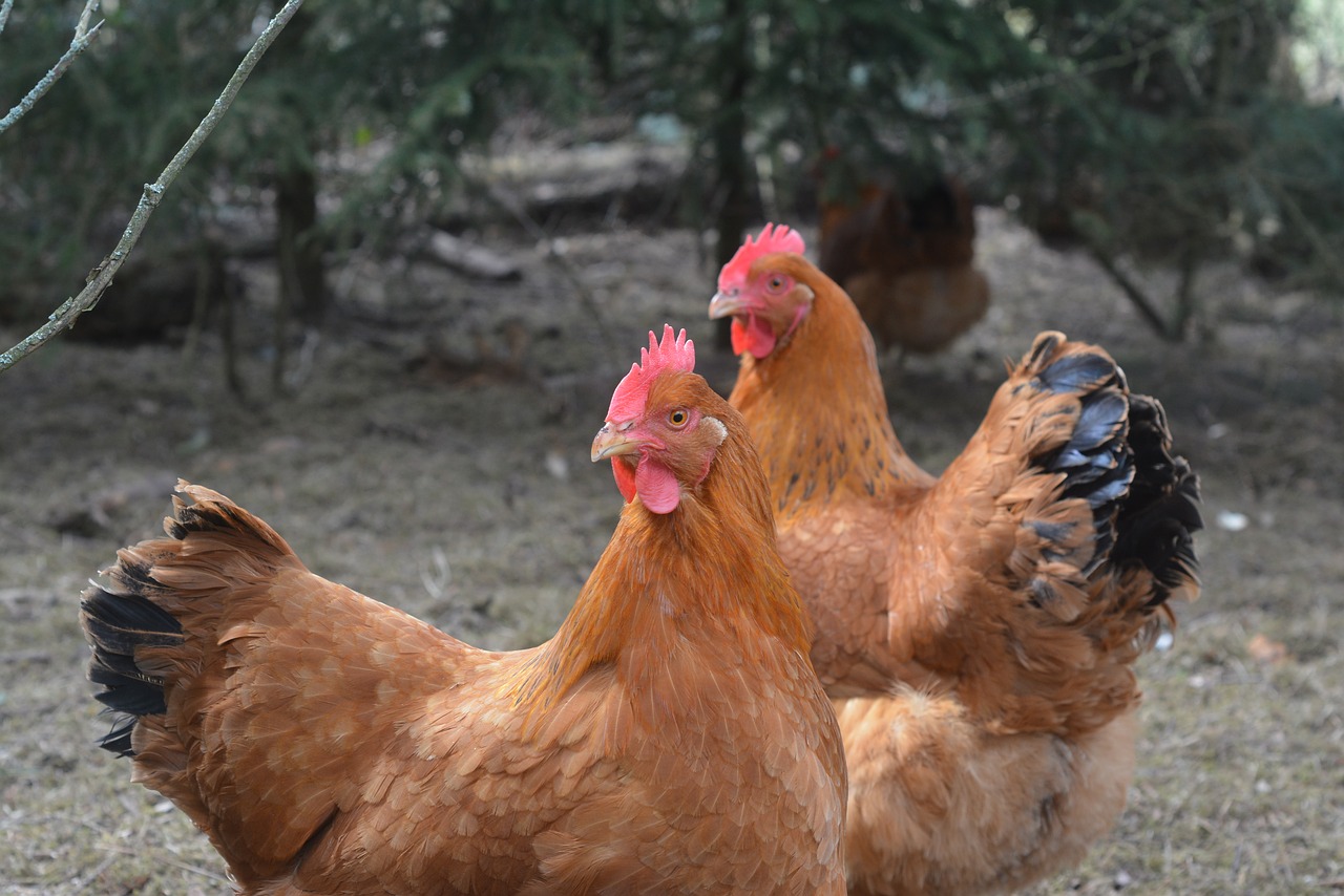 poultry hen agriculture free photo