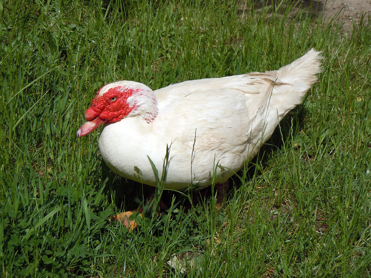 poultry duck animal free photo