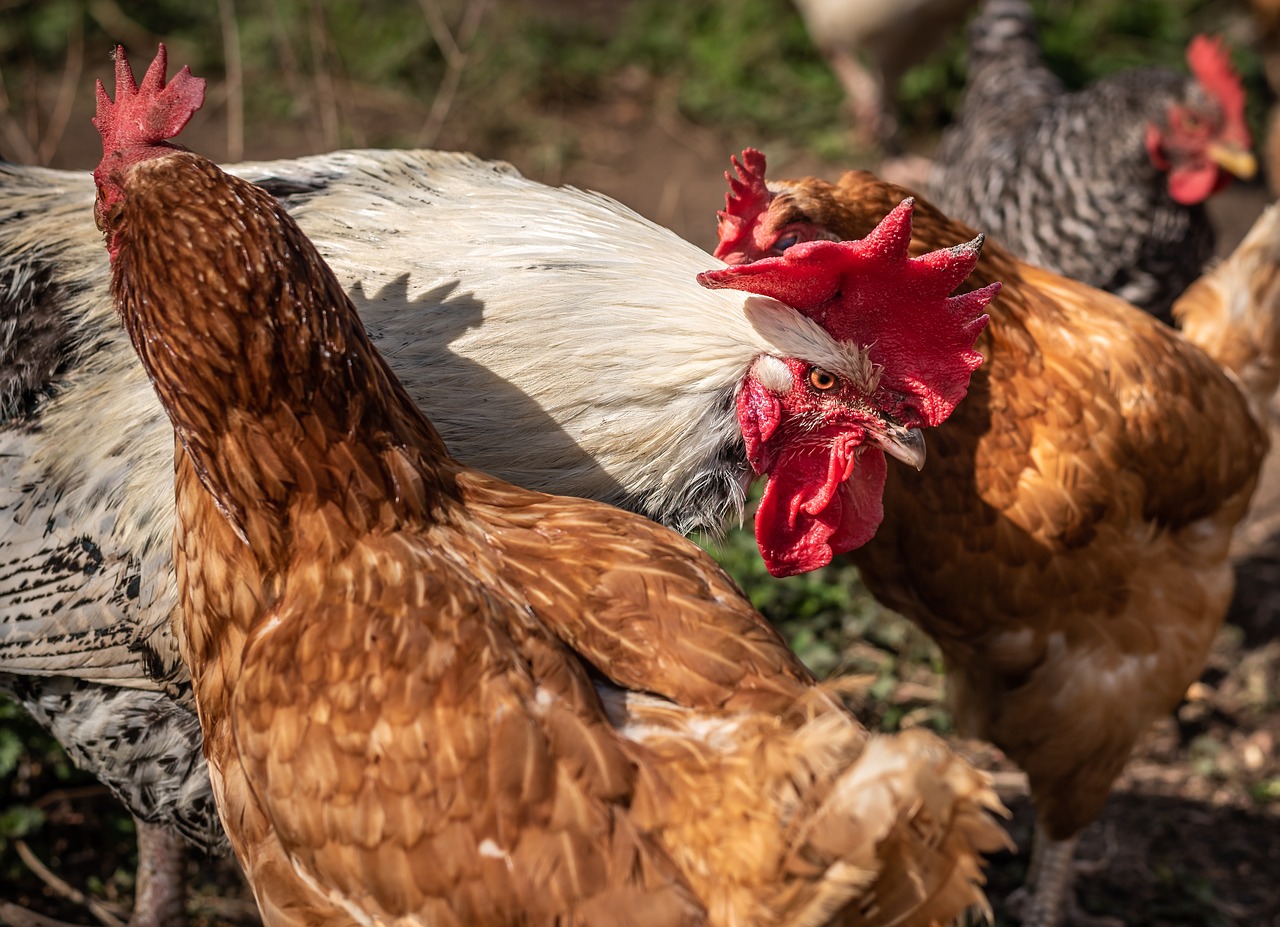 poultry  art fair  farm free photo