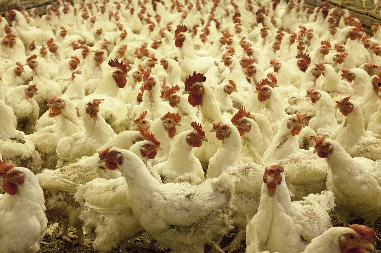 poultry farm chickens agriculture free photo