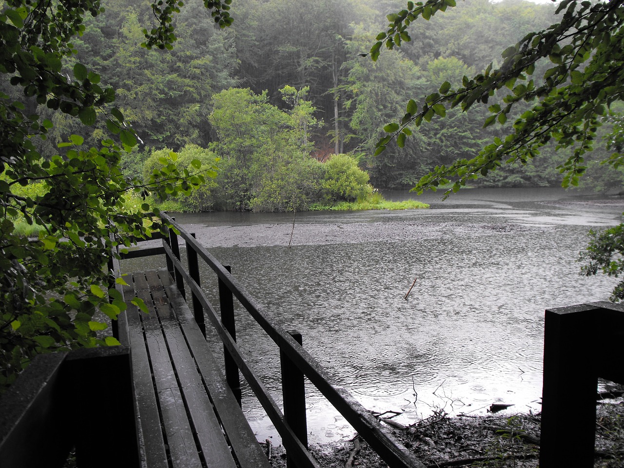 pouring rain forest bridge free photo