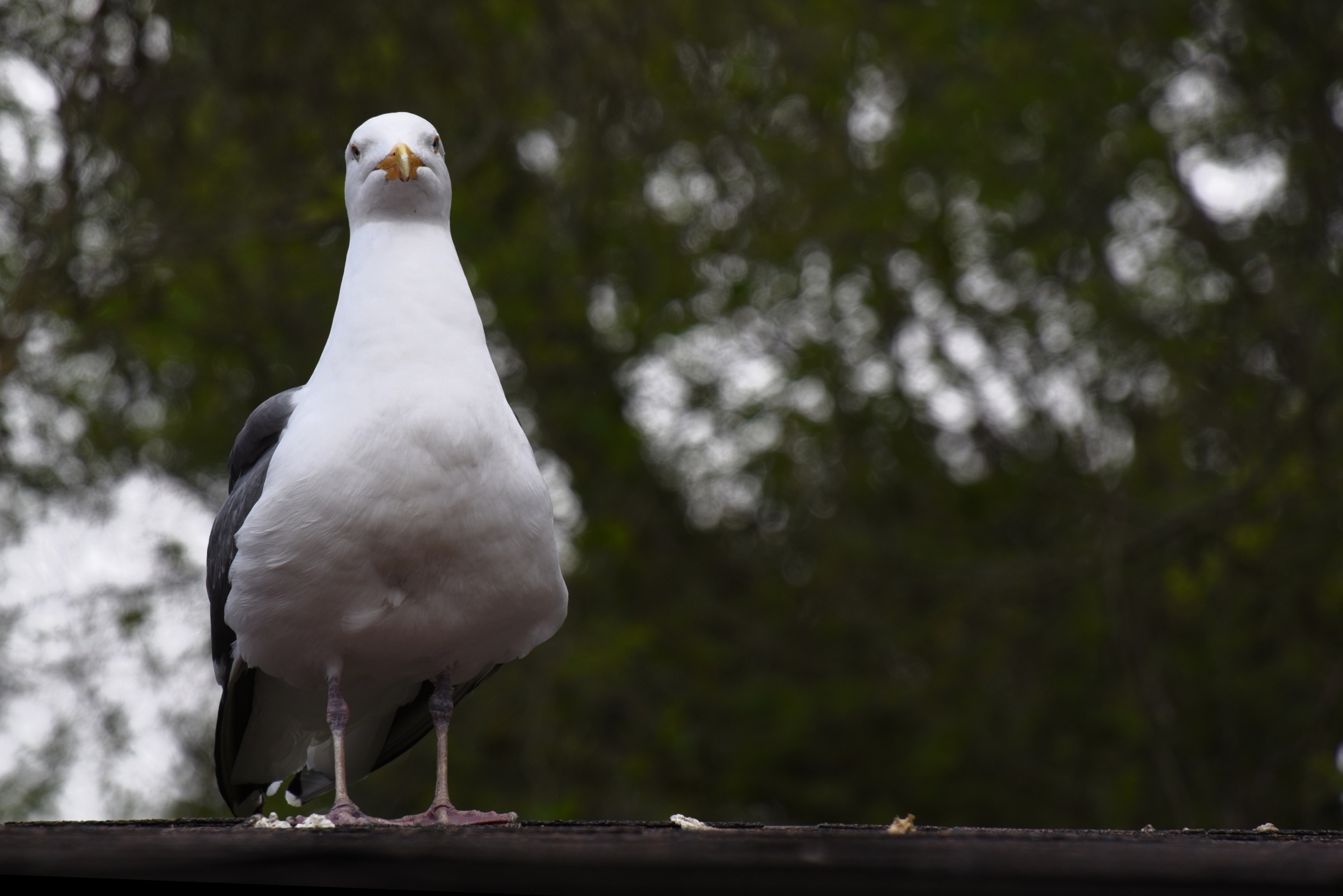 seagull expression stern free photo