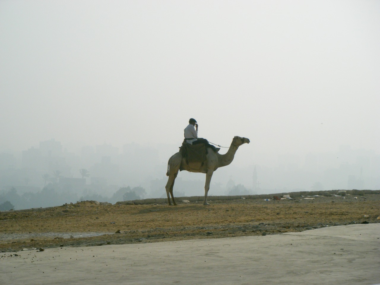 powder sand camel free photo